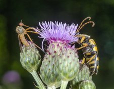 Spotted longhorn beetle and dance fly